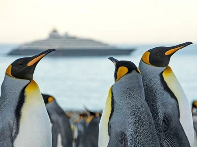 se_falklands_king_penguins_044140b0d001_e736054455